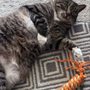 Photo of Whiskers and Tails Pet Sitting