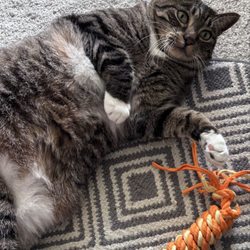 Whiskers and Tails Pet Sitting