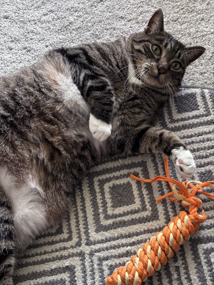 Whiskers and Tails Pet Sitting - pet boarding facility in San Diego, CA