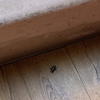 Roxys Tacos - Bugs inside the taco shop - Mexican Near Me - San Diego, California Roxys Tacos - Bugs inside the taco shop - Mexican Near Me - San Diego, California