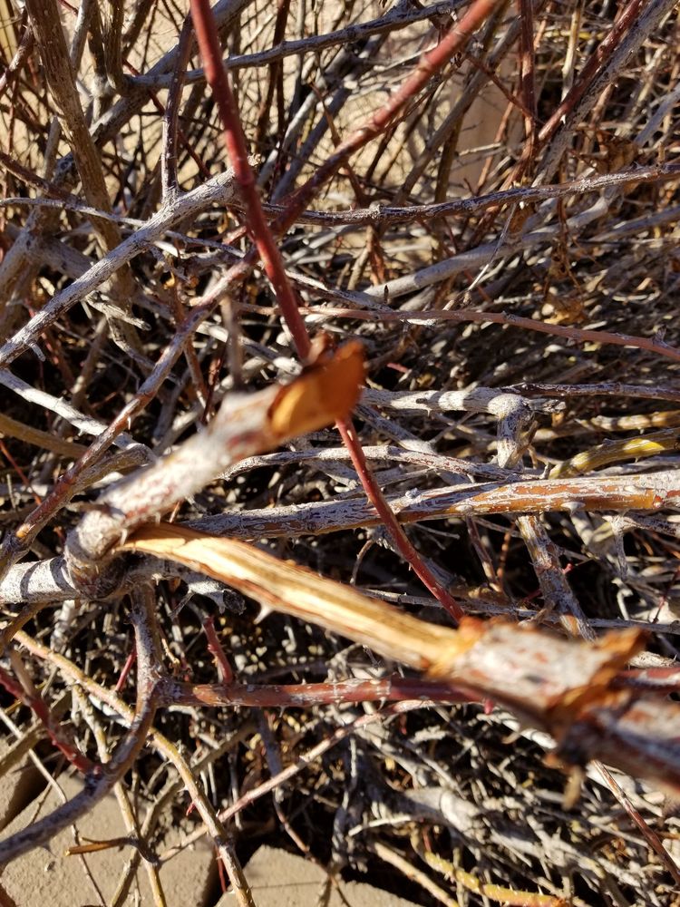 ALL SEASONS LAWN CARE 26 Photos Albuquerque, New Mexico Lawn