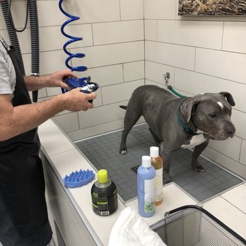 Petco - Prepping for bath time, supplies provided by Petco - Pet Stores Near Me - Van Nuys, California