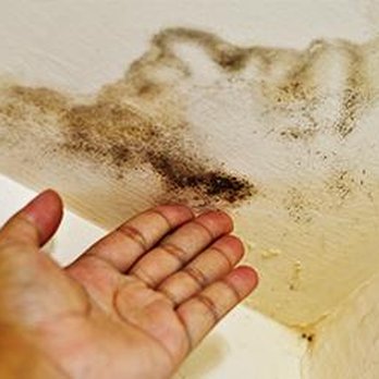 Quality Cleaning & Restoration - Mold Cleanup & Remediation - Painters Near Me - Greenfield, Massachusetts Quality Cleaning & Restoration - Mold Cleanup & Remediation - Painters Near Me - Greenfield, Massachusetts