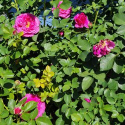 A & P Nursery