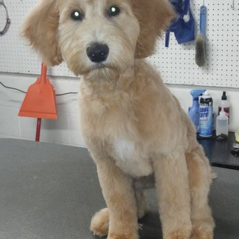 Best Friends Pet Grooming - Pet Groomers Near Me - Wind Lake, Wisconsin Best Friends Pet Grooming - Pet Groomers Near Me - Wind Lake, Wisconsin