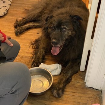 Lap of Love - Our dear friend Hugo, part of the family for 14-years. - Veterinarians Near Me Lap of Love - Our dear friend Hugo, part of the family for 14-years. - Veterinarians Near Me