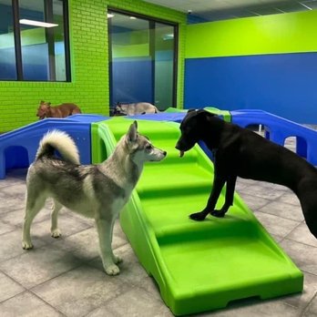 Hounds Town - Pet Boarding Near Me - Aurora, Illinois