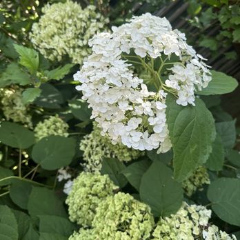 Stream Cliff Farm - Hydrangea - Wineries Near Me - Commiskey, Indiana