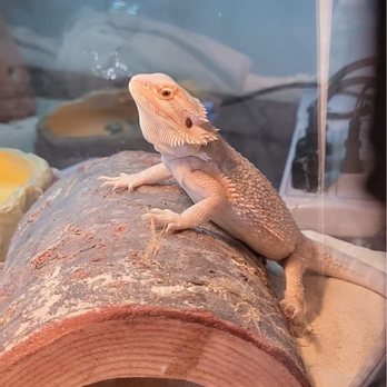 The Reptile Room - Krissy who visits Reptile room every week. - Reptile Shops Near Me - Hayward, California The Reptile Room - Krissy who visits Reptile room every week. - Reptile Shops Near Me - Hayward, California