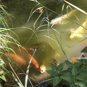 RT Lodge - The koi pond is gorgeous and the fish are so entertaining! - Hotels Near Me - Maryville, Tennessee
