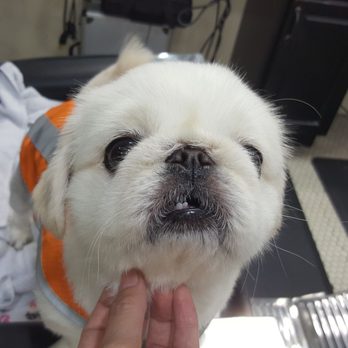 Mojo Barbershop - Shop dog - Barbers Near Me - Honolulu, Hawaii Mojo Barbershop - Shop dog - Barbers Near Me - Honolulu, Hawaii