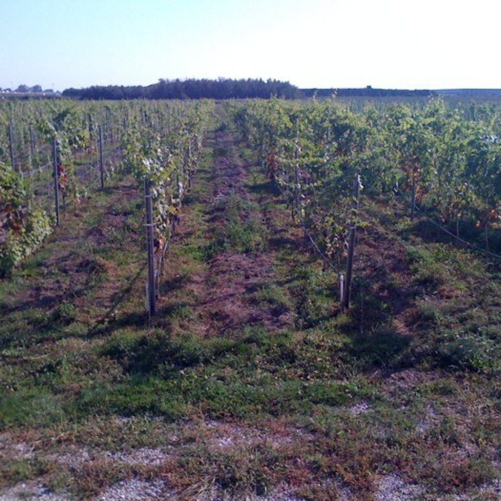 Lulu Island Winery - Wineries Near Me - Richmond, British Columbia Lulu Island Winery - Wineries Near Me - Richmond, British Columbia