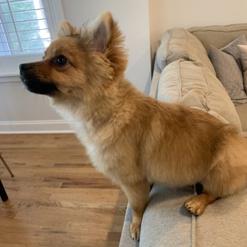 Dogaholics - Pet Groomers Near Me - Chicago, Illinois