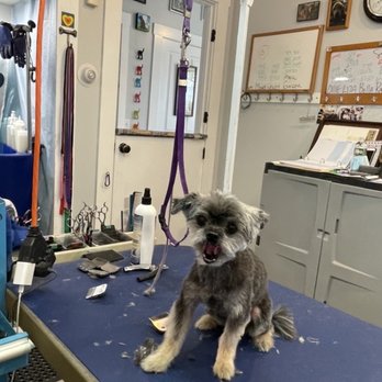 Doggy Styles by Marj - Pet Groomers Near Me - Provincetown, Massachusetts Doggy Styles by Marj - Pet Groomers Near Me - Provincetown, Massachusetts