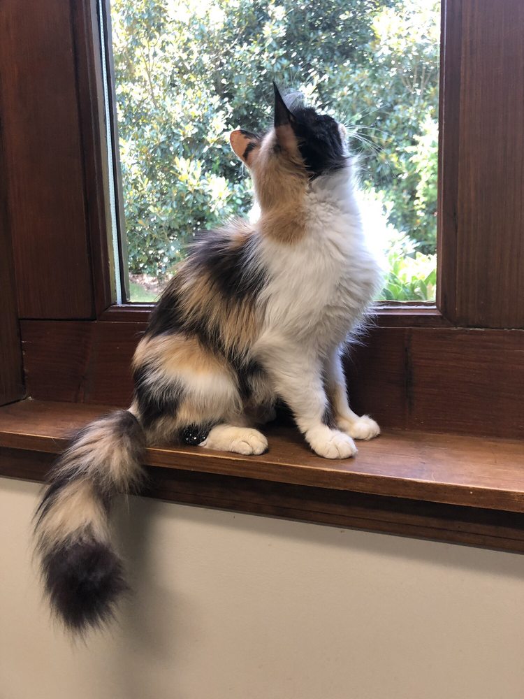 CLEVELAND PARK ANIMAL HOSPITAL 29 Photos & 38 Reviews 126 Woodland