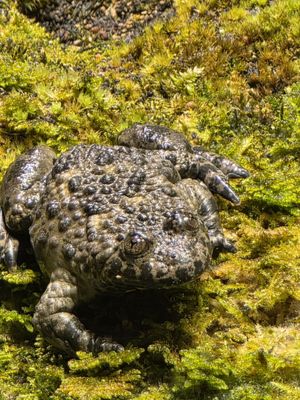 Alpenzoo Innsbruck - Tirol by null