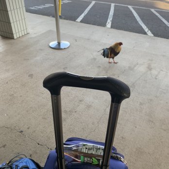 Dollar Car Rental - THESE STUPID CHICKENS - Car Rental Near Me - Kauai, Hawaii Dollar Car Rental - THESE STUPID CHICKENS - Car Rental Near Me - Kauai, Hawaii