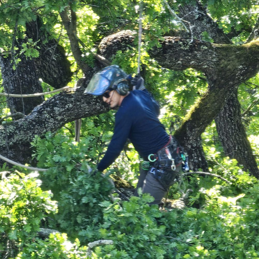 Monticello Tree Service - This was the 3-man crew leader. He's roped in and using great care to ensure safety - Tree Services Near Me Monticello Tree Service - This was the 3-man crew leader. He's roped in and using great care to ensure safety - Tree Services Near Me
