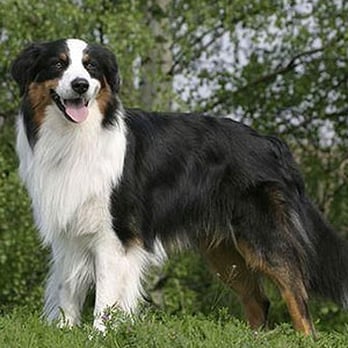 Gerri's Grooming - Pet Groomers Near Me - Colorado Springs, Colorado Gerri's Grooming - Pet Groomers Near Me - Colorado Springs, Colorado