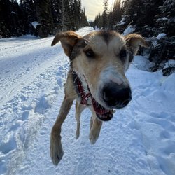 Kingmik Dog Sled Tours - Rob took a great picture of Pekoe