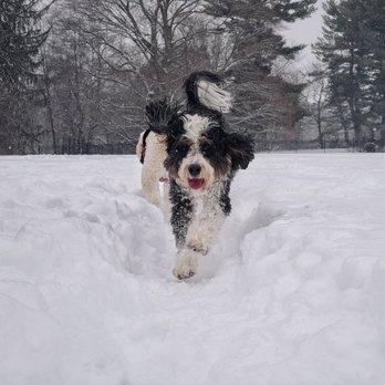Paws Out - Happy dog running with dog pack on snowy trails - Dog Walkers Near Me - Natick, Massachusetts Paws Out - Happy dog running with dog pack on snowy trails - Dog Walkers Near Me - Natick, Massachusetts