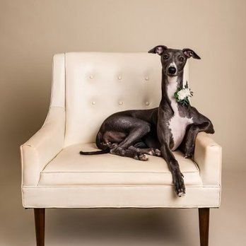 Good Doggy Photography - Pet Photography Near Me