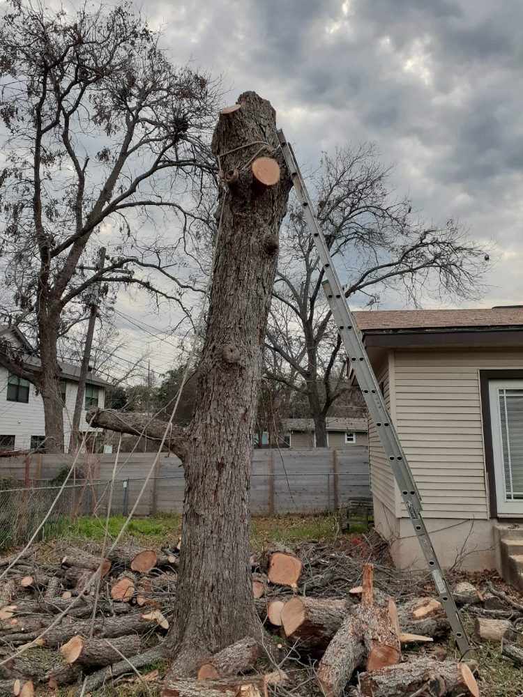 Alvaro's Landscaping and Tree Services - tree service in Austin, TX