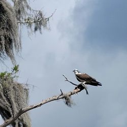 Gator Bait Airboat Adventure Tours - Osprey, that just caught a fish.