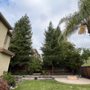Photo of Xiomara Tree Services