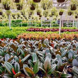 Angel Plants - 6" Assorted Foliage