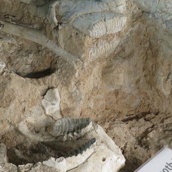 Waco Mammoth National Monument - Museums Near Me - Waco, Texas