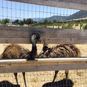 Ostrichland USA - Attraction Farms Near Me - Solvang, California Ostrichland USA - Attraction Farms Near Me - Solvang, California