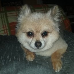 The puppy cut