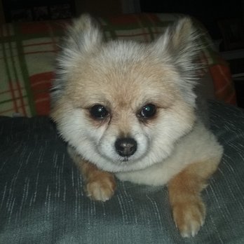 Canine Clips - The puppy cut - Pet Groomers Near Me - Warwick, Rhode Island