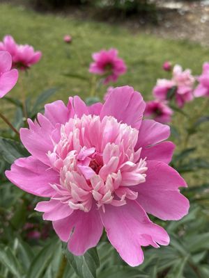 University of Michigan Nichols Arboretum by null