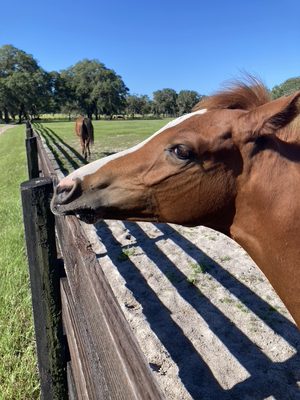 Farm Tours of Ocala by null