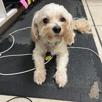 Paws Inn Paradise - Thor,just chillin - Pet Sitting Near Me - Pinellas Park, Florida