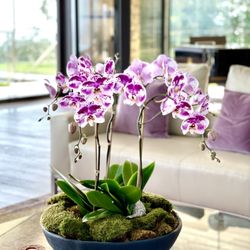 Ezai Floral Design - Long lasting orchid plant