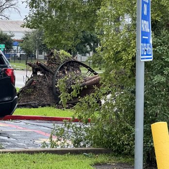 Envue Square - tree that fell due to storm, was blacking entrance - Apartments Near Me - Houston, Texas