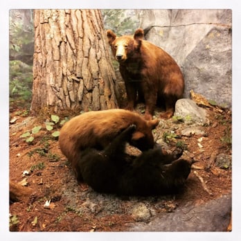 Bell Museum - I just can't "bear" the cuteness. - Museums Near Me - Saint Paul, Minnesota Bell Museum - I just can't "bear" the cuteness. - Museums Near Me - Saint Paul, Minnesota