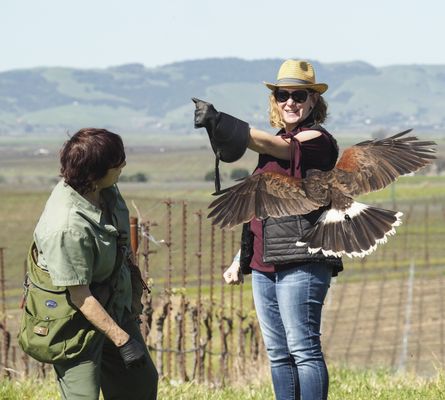 Bouchaine Vineyards by null