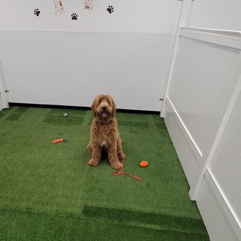 Cali Pets Hotel - Pet Groomers Near Me - Anaheim, California