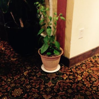Rasa Malaysia - They grow fresh basil in the restaurant and the workers will pick it off to be added to the dishes! - Malaysian Near Me - Chapel Hill, North Carolina Rasa Malaysia - They grow fresh basil in the restaurant and the workers will pick it off to be added to the dishes! - Malaysian Near Me - Chapel Hill, North Carolina
