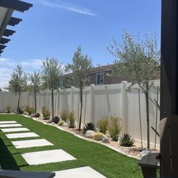 The 5 Olive trees purchased...