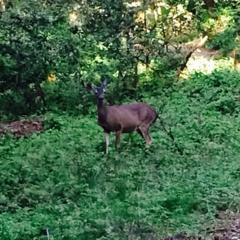Skyline Trail - Beautiful trail, easy hike, lots of shade and if u r lucky u spot a deer :) - Hiking Near Me - Saratoga, California