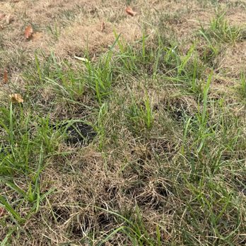 TruGreen Lawn Care - Yellow nutsedge - Tree Services Near Me - Hickory Hills, Illinois TruGreen Lawn Care - Yellow nutsedge - Tree Services Near Me - Hickory Hills, Illinois