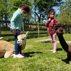 Long Meadows Farm