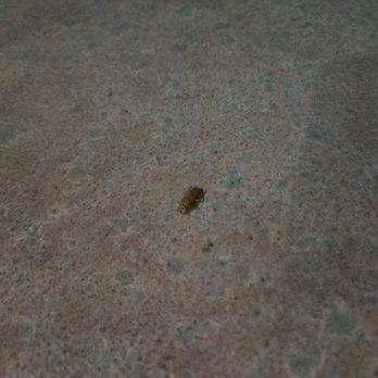 Kalani - 2nd roach - Yoga Near Me - Pahoa, Hawaii Kalani - 2nd roach - Yoga Near Me - Pahoa, Hawaii