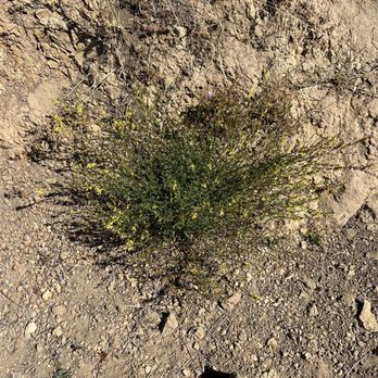 Ed R. Levin County Park - Deer weed, still green and healthy - Dog Parks Near Me - Milpitas, California Ed R. Levin County Park - Deer weed, still green and healthy - Dog Parks Near Me - Milpitas, California