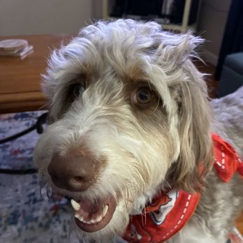 Northgate Veterinary Hospital - This is Marley and she loves going to Northgate vet hospital . - Veterinarians Near Me - Manteca, California Northgate Veterinary Hospital - This is Marley and she loves going to Northgate vet hospital . - Veterinarians Near Me - Manteca, California